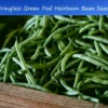 200 Stringless Green Pod Bean Seeds - Heirloom Bush Variety - Non-GMO - Open Pollinated