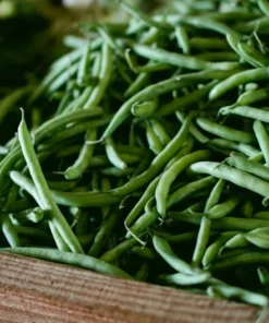 200 Stringless Green Pod Bean Seeds - Heirloom Bush Variety - Non-GMO - Open Pollinated