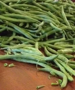 200 Stringless Green Pod Bean Seeds - Heirloom Bush Variety - Non-GMO - Open Pollinated