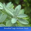 25 Heirloom Broadleaf SAGE Seeds - Culinary Herb - Gray-Green Leaves - Non-GMO