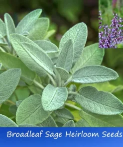 25 Heirloom Broadleaf SAGE Seeds - Culinary Herb - Gray-Green Leaves - Non-GMO