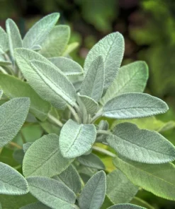 25 Heirloom Broadleaf SAGE Seeds - Culinary Herb - Gray-Green Leaves - Non-GMO