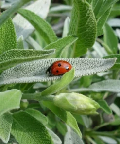 25 Heirloom Broadleaf SAGE Seeds - Culinary Herb - Gray-Green Leaves - Non-GMO