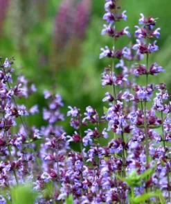 25 Heirloom Broadleaf SAGE Seeds - Culinary Herb - Gray-Green Leaves - Non-GMO