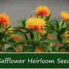 250 Heirloom Safflower Seeds - Annual Flower - Drought-Tolerant, Orange-Yellow Blooms