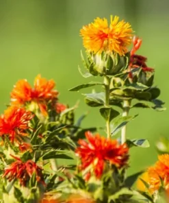250 Heirloom Safflower Seeds - Annual Flower - Drought-Tolerant, Orange-Yellow Blooms