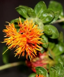 250 Heirloom Safflower Seeds - Annual Flower - Drought-Tolerant, Orange-Yellow Blooms