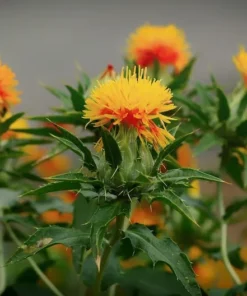 250 Heirloom Safflower Seeds - Annual Flower - Drought-Tolerant, Orange-Yellow Blooms