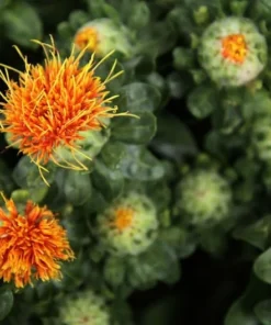 250 Heirloom Safflower Seeds - Annual Flower - Drought-Tolerant, Orange-Yellow Blooms