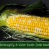 250 Heirloom Serendipity Corn Seeds - Super Sweet Bi-Color Variety - Non-GMO