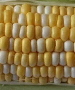 250 Heirloom Serendipity Corn Seeds - Super Sweet Bi-Color Variety - Non-GMO