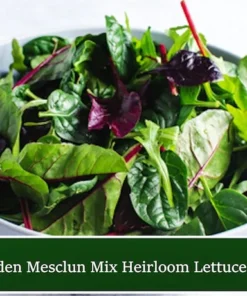 250 Heirloom Vegetable Seeds - Garden Mesclun Mix Lettuce - Vibrant Colors