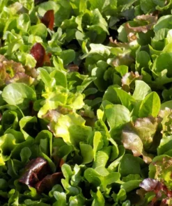 250 Heirloom Vegetable Seeds - Garden Mesclun Mix Lettuce - Vibrant Colors