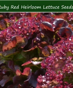 250 Ruby Red Leaf Lettuce Seeds - Heirloom Vegetable Seeds - Non-GMO