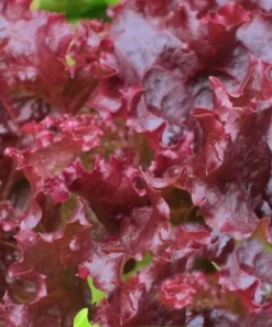 250 Ruby Red Leaf Lettuce Seeds - Heirloom Vegetable Seeds - Non-GMO