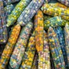 30 Heirloom Corn Seeds - Non-GMO Glass Bead Varieties for Colorful Gardens