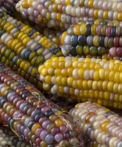 30 Heirloom Corn Seeds - Non-GMO Glass Bead Varieties for Colorful Gardens
