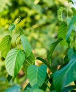 5 Gymnema sylvestre Seeds by Serendipity Seeds - Tropical Plant - Limited Supply