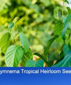 5 Gymnema sylvestre Seeds by Serendipity Seeds - Tropical Plant - Limited Supply