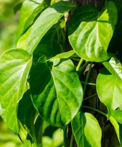 5 Gymnema sylvestre Seeds by Serendipity Seeds - Tropical Plant - Limited Supply