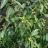5 Heirloom Santalum album Seeds - Rare Tropical Tree - Perfect for Container Gardening
