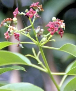 5 Heirloom Santalum album Seeds - Rare Tropical Tree - Perfect for Container Gardening