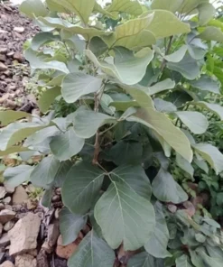 5 Heirloom Seeds Butea monosperma Flame of the Forest Tree Tropical