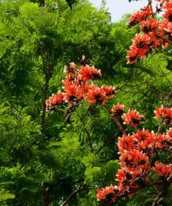 5 Heirloom Seeds Butea monosperma Flame of the Forest Tree Tropical