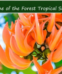 5 Heirloom Seeds Butea monosperma Flame of the Forest Tree Tropical