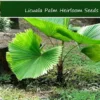 5 Licuala Grandis Seeds - Tropical Palm Seeds - Exotic Green Foliage