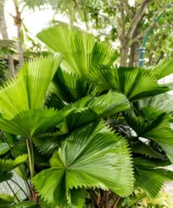5 Licuala Grandis Seeds - Tropical Palm Seeds - Exotic Green Foliage