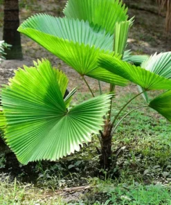5 Licuala Grandis Seeds - Tropical Palm Seeds - Exotic Green Foliage