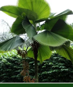 5 Licuala Grandis Seeds - Tropical Palm Seeds - Exotic Green Foliage