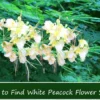 5 Tropical Seeds - White Peacock Flower - 5 Seeds - Caesalpinia Pulcherrima - White - Natural