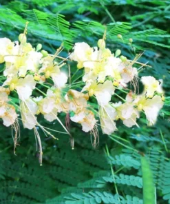 5 Tropical Seeds - White Peacock Flower - 5 Seeds - Caesalpinia Pulcherrima - White - Natural