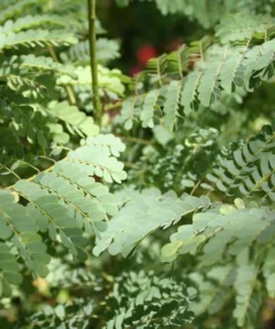 5 Tropical Seeds - White Peacock Flower - 5 Seeds - Caesalpinia Pulcherrima - White - Natural
