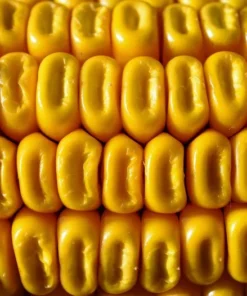 50 Heirloom Seeds Hickory King Yellow Corn 50 Count Yellow Non-GMO
