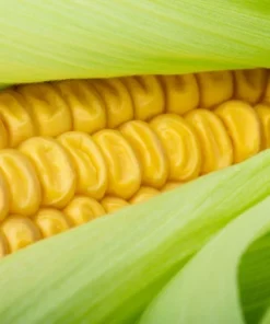 50 Heirloom Seeds Hickory King Yellow Corn 50 Count Yellow Non-GMO