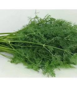 50 Mammoth Dill Seeds - Heirloom Herb Seeds for Culinary Use - All Natural