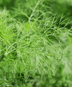 50 Mammoth Dill Seeds - Heirloom Herb Seeds for Culinary Use - All Natural