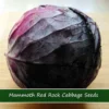50 Mammoth Red Rock Cabbage Seeds - Heirloom Non-GMO Red Cabbage for Home Gardens