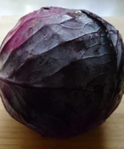 50 Mammoth Red Rock Cabbage Seeds - Heirloom Non-GMO Red Cabbage for Home Gardens