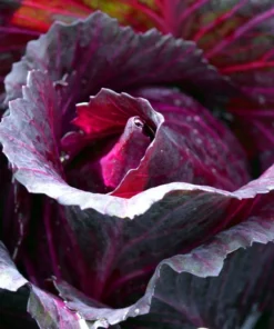 50 Mammoth Red Rock Cabbage Seeds - Heirloom Non-GMO Red Cabbage for Home Gardens