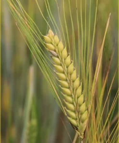 50 Organic Emmer Farro Seeds - Heirloom Wheat for Home Flour Growing