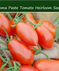 50 Roma Paste Heirloom Tomato Seeds - Ideal for Sauces & Fresh Eating - Non-GMO