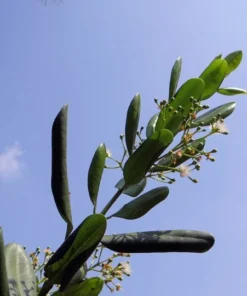 Allspice Seeds - 20 Dry Berries in Shell for Indoor or Outdoor Gardening