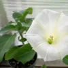 Angels Trumpet Seeds Datura Metel 10 Pack White Blooms Aromatic