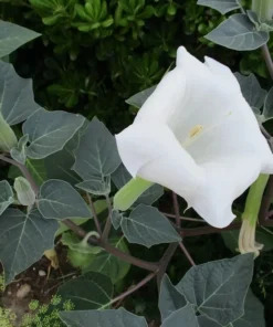 Angels Trumpet Seeds Datura Metel 10 Pack White Blooms Aromatic