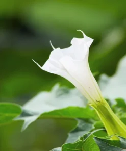 Angels Trumpet Seeds Datura Metel 10 Pack White Blooms Aromatic