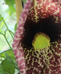 Aristolochia TROPICAL SEEDS - Indian Birthwort - 50 Seeds - Green Vines - Non-GMO